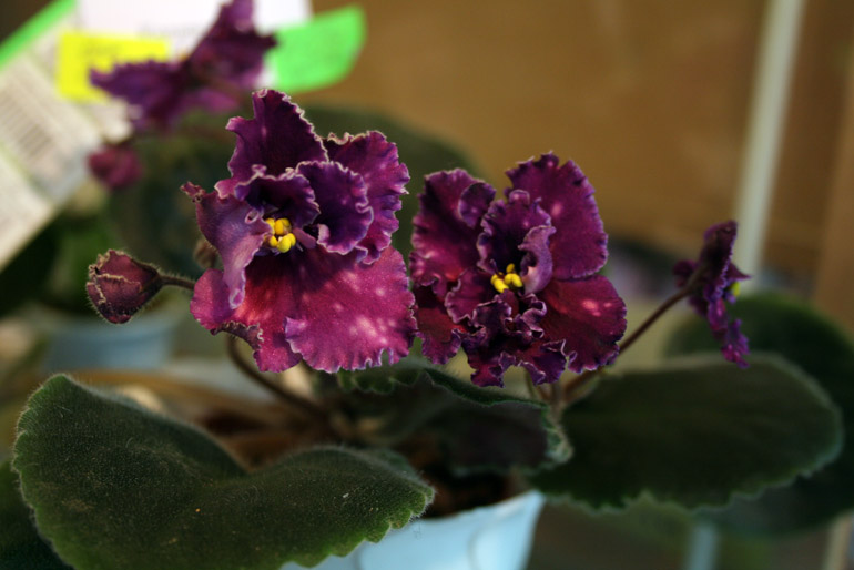 SPANISH DANCER