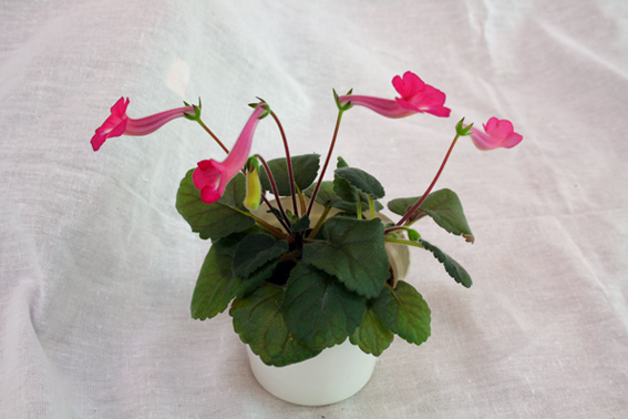 Ozark Petunia Edge (Harris)