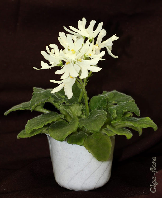 Lunar Lily-white (J. Dates)