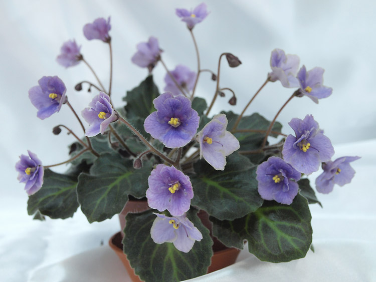Imp's Fairy Berry.jpg