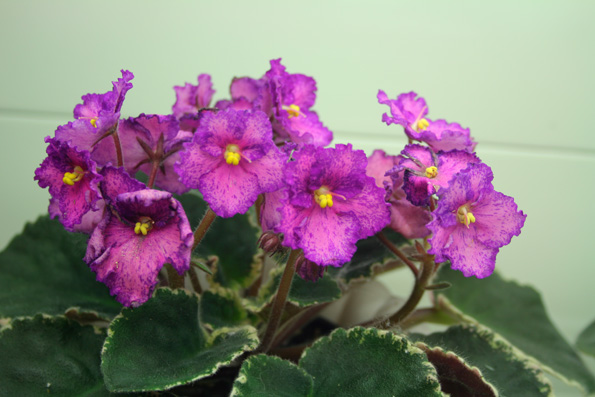 Aca's Raspberry Rapture (Brownlie)