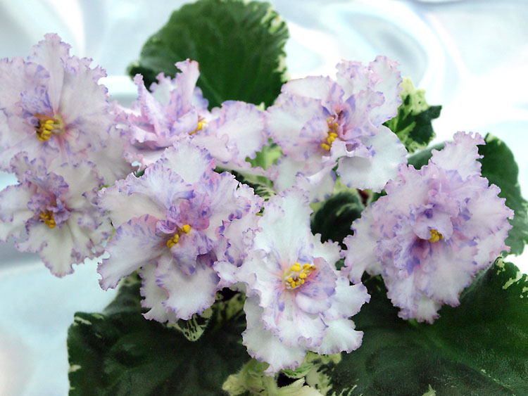Трофимова И._Splendid Chaos.jpg