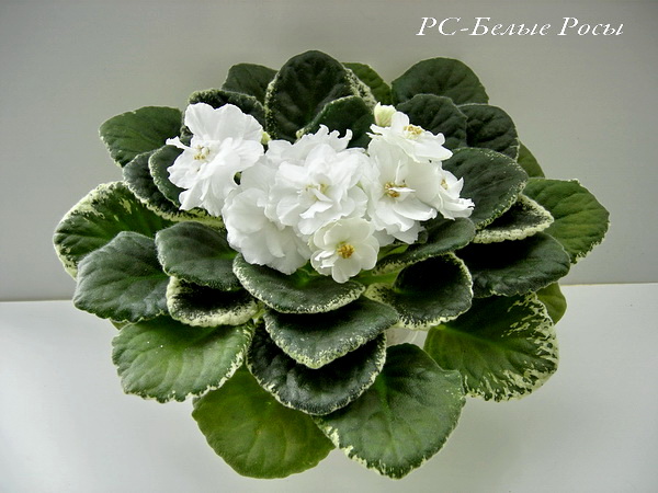 RS-Belie Rosy DF.jpg