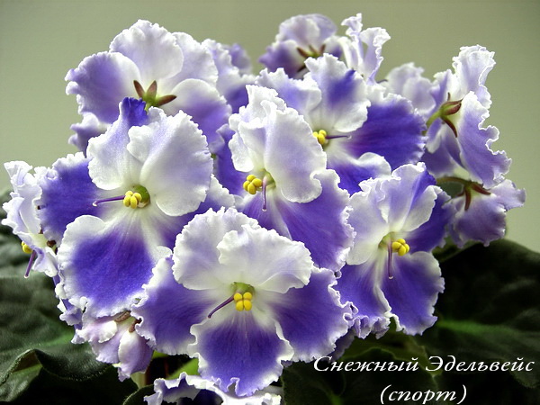 Sn.Edelv.DF.jpg