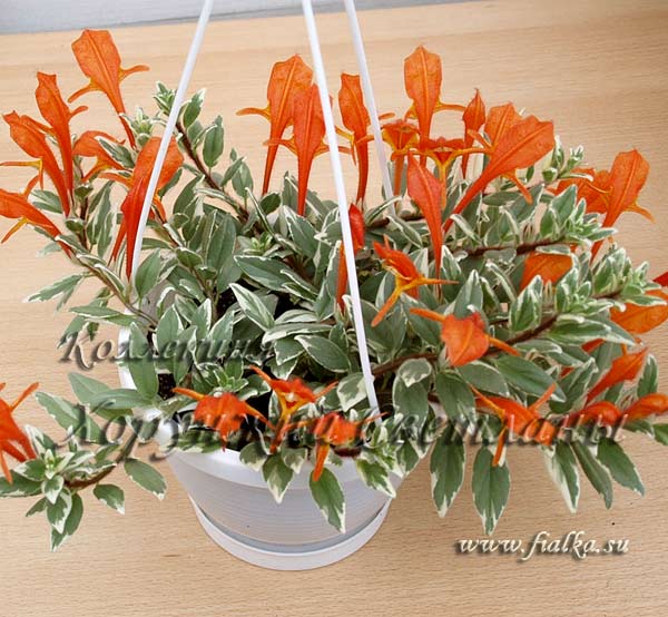 HirtaVariegata1_.jpg