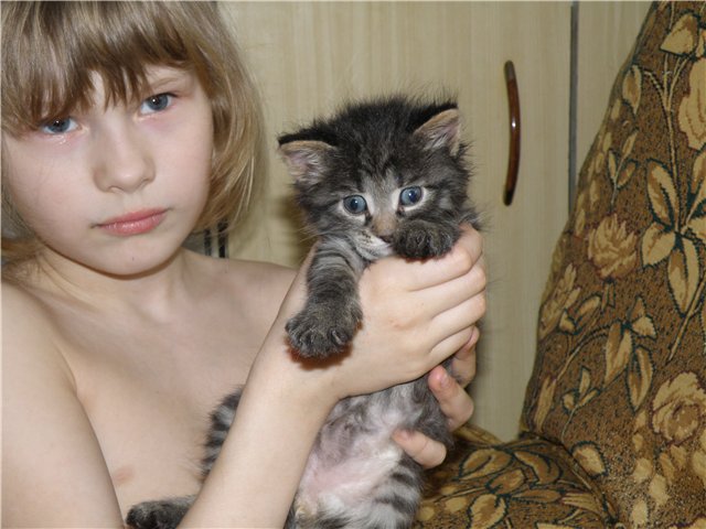 котёнок размеры.jpg
