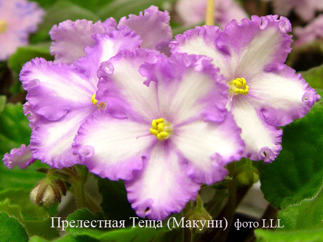 Прелестная Теща (Макуни).jpg