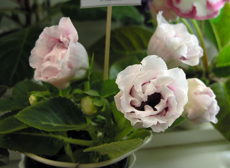 Silvana Pink
