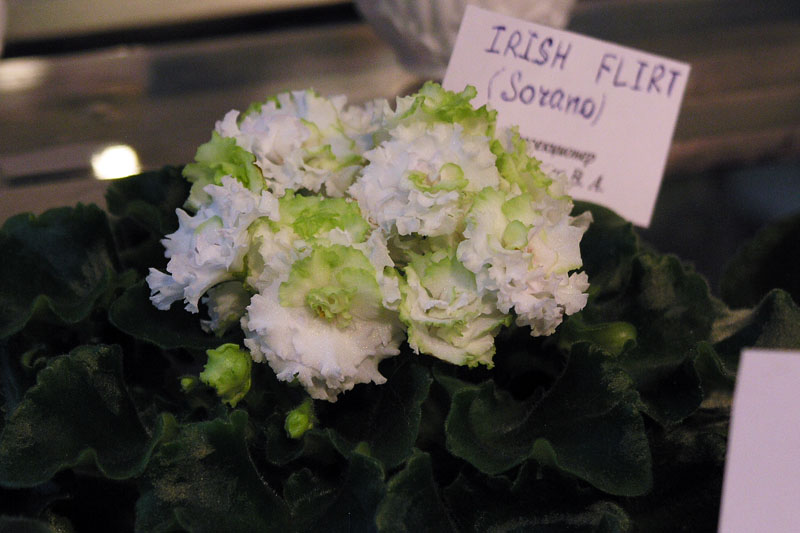 Irish Flirt