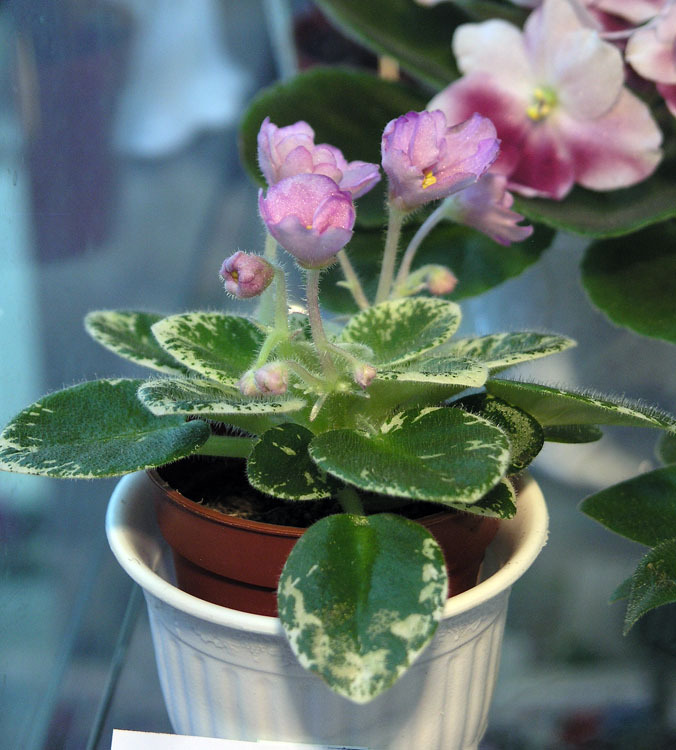 Kentucky Baby Bells