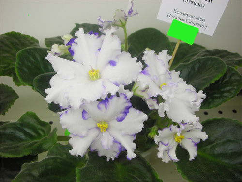 Arctic Frost (Sorano) из коллекции Н.Скороход