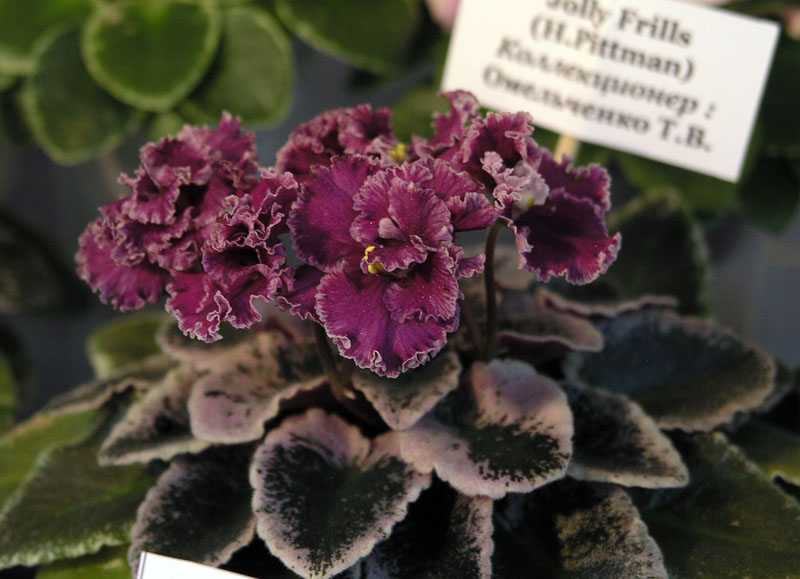 Jolly Frills