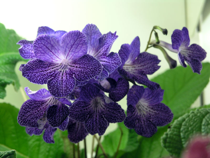 Shenandoah Sugarplum
