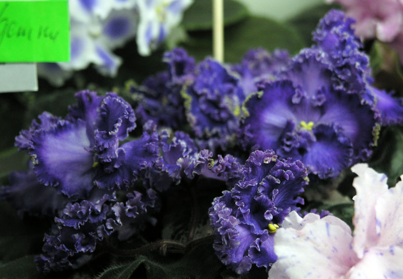Buckeye Lavender Mist, колл. С. Патрушева