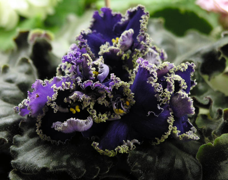 Purple Lace