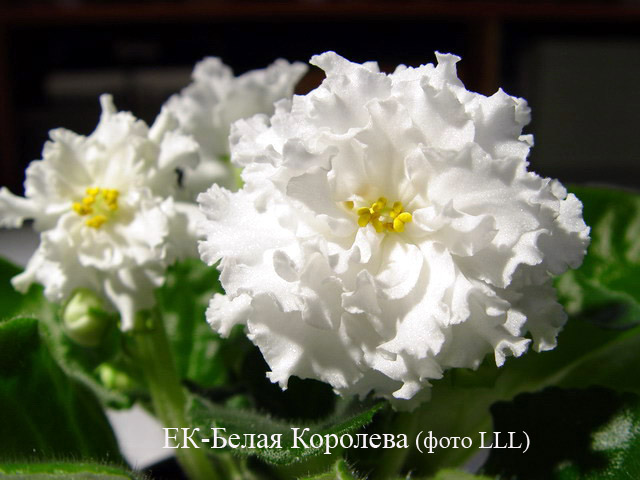 ЕК-Белая Королева(для CCР).jpg