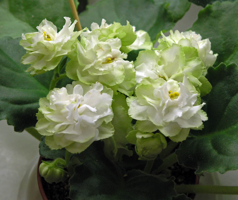 Spring Rose, колл. Н. Дорофеев