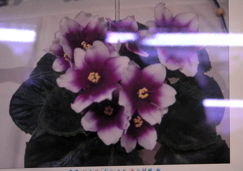 29.JPG