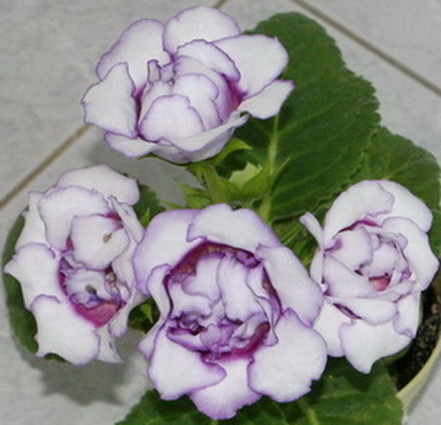 ЕС-Снежная королева.JPG