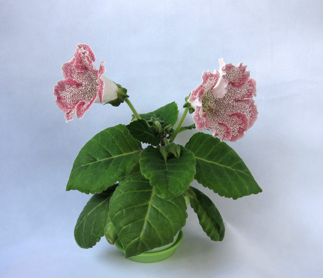 Wendy.jpg