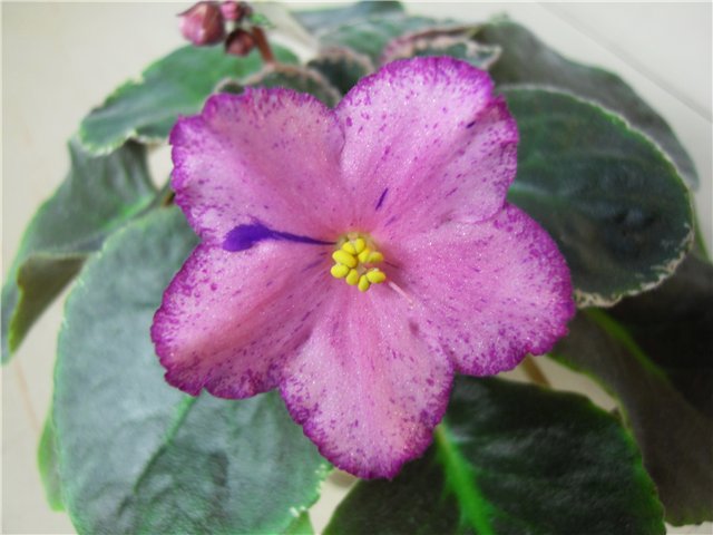 c8d7f14eb244.jpg