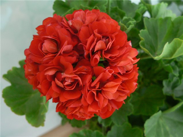 Red Rambler2.jpg