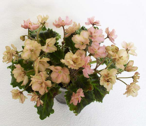 Rob's Antique Rose hg.jpg