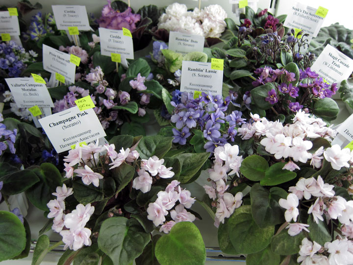 минитрейлеры.jpg