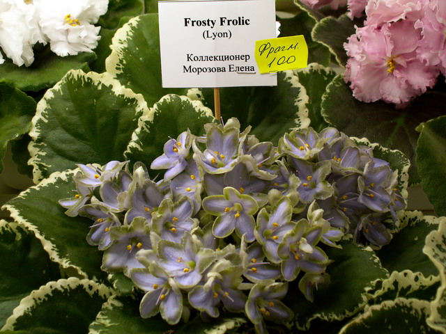 Frosty Frolik.jpg