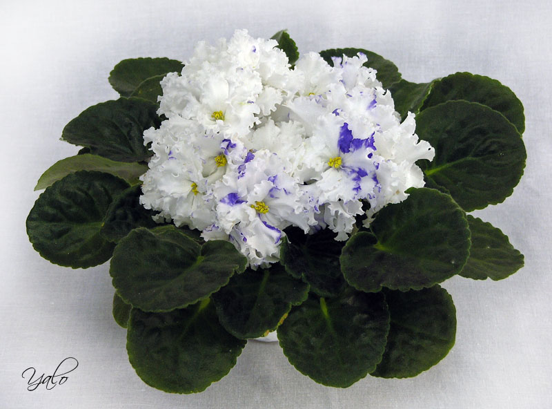 2 место – Arctic Frost (S. Sorano), колл. И. Анисова