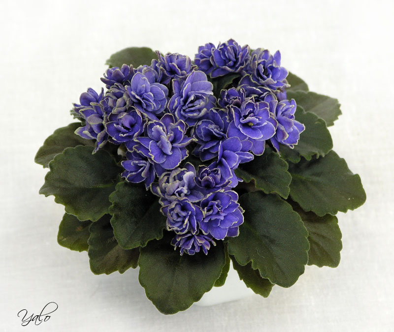 3 место – Ness' Crinkle Blue (D. Ness), колл. Е. Варсанова