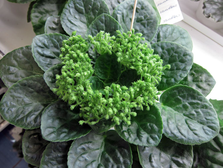 Neverfloris (Андрусенко).jpg