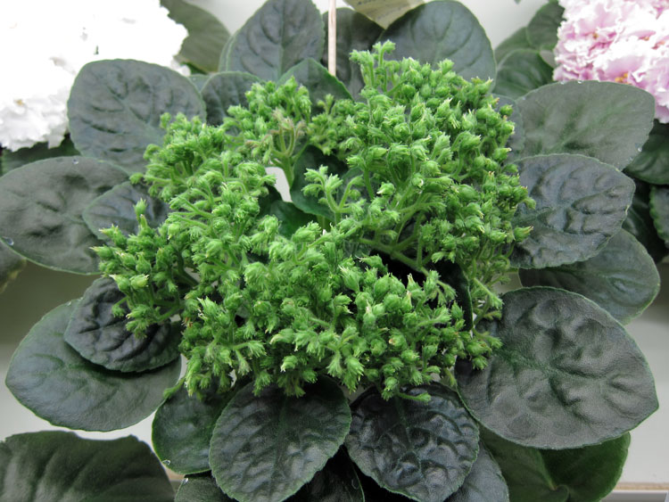 Neverfloris (Артёмова).jpg
