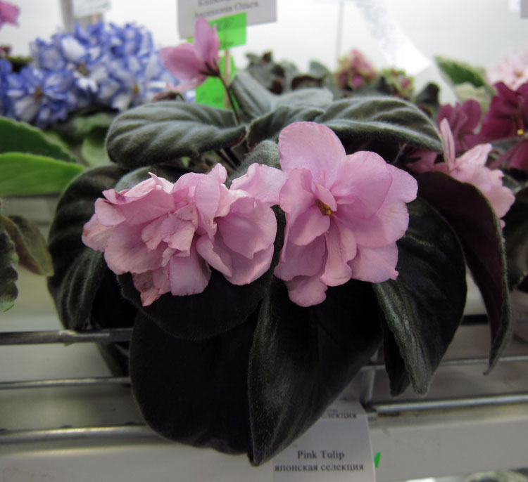 Pink-Tuli.jpg