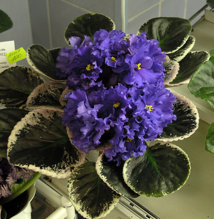 Buckeye Boysenberry