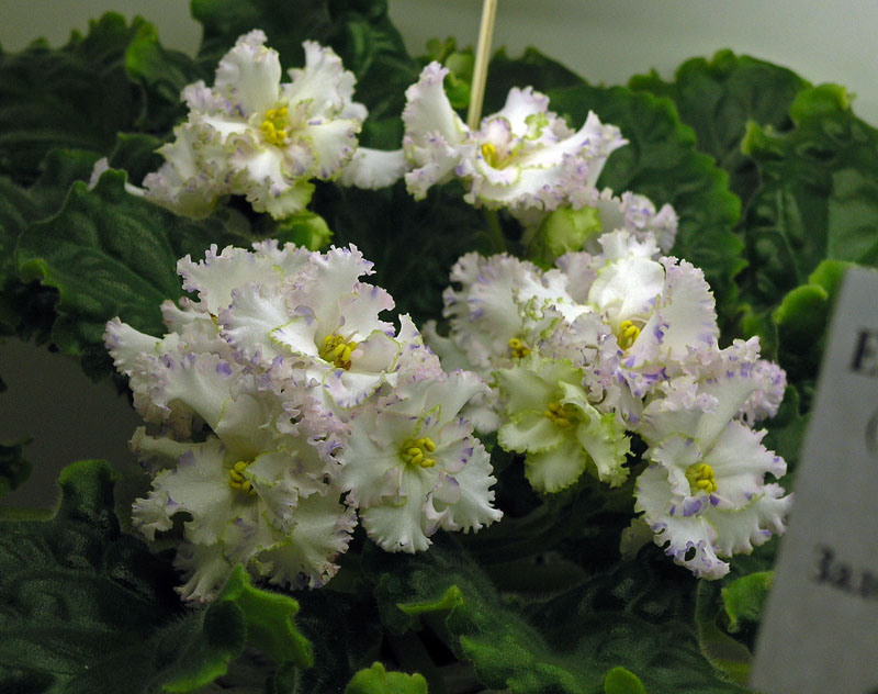 ЛЕ-Зимняя Сказка