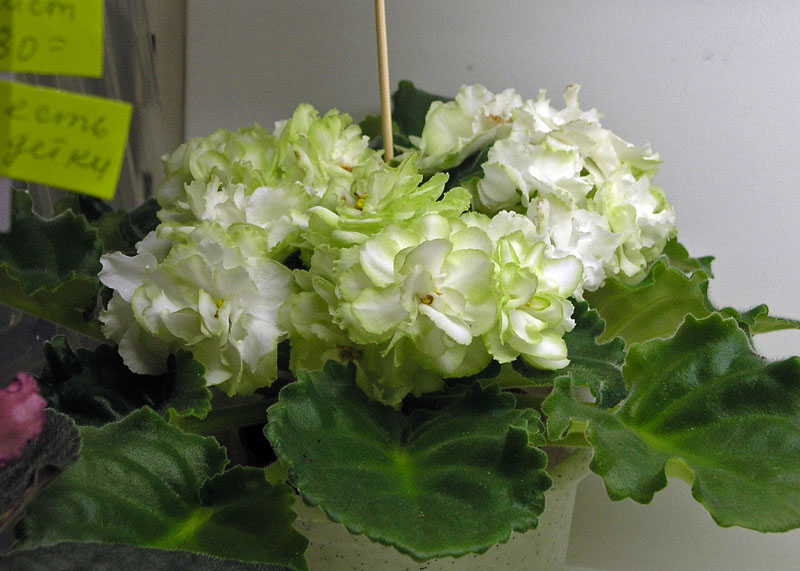 Spring Rose