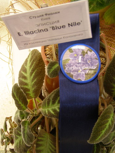 эписции<br />1 место E. lilacina 'Blue Nile' Наталья Кононенко