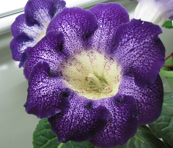 Пименова глоксиния Tigrina Blue.JPG
