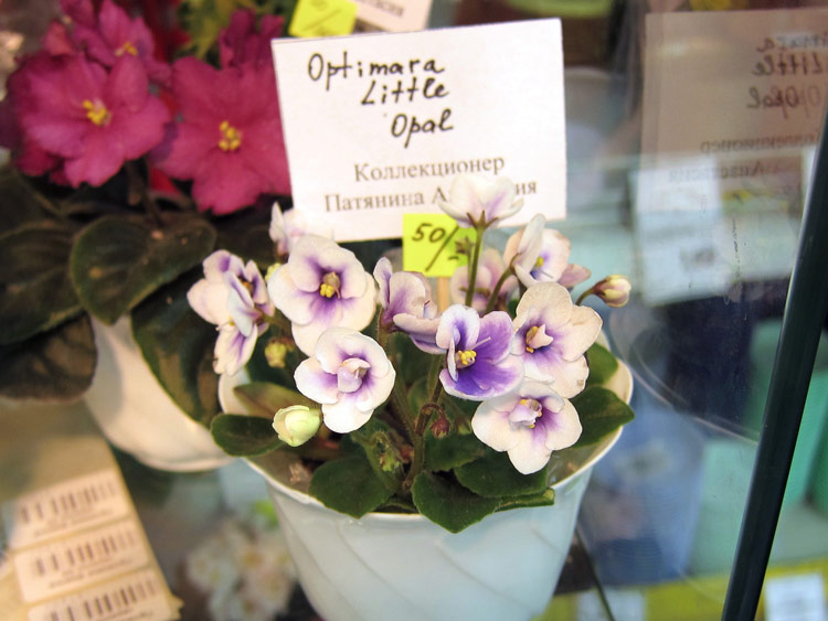 Optimara-Little-Opal.jpg