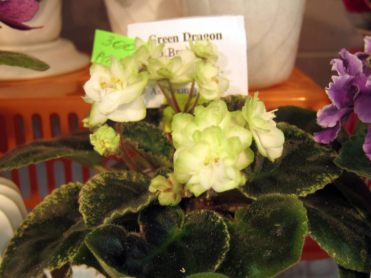 Green-Dragon.jpg