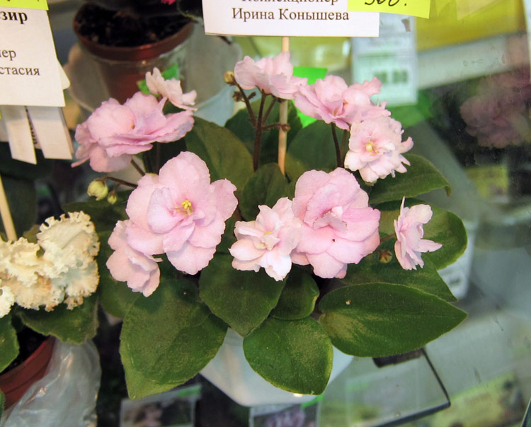 Old-fashioned-Rose.jpg