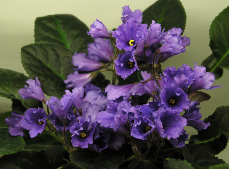 Senk's Big Bells