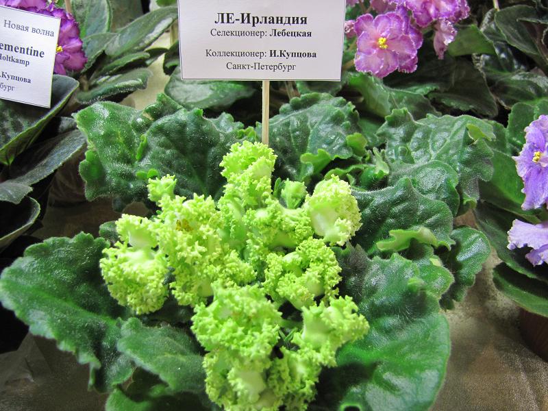ЛЕ-Ирландия