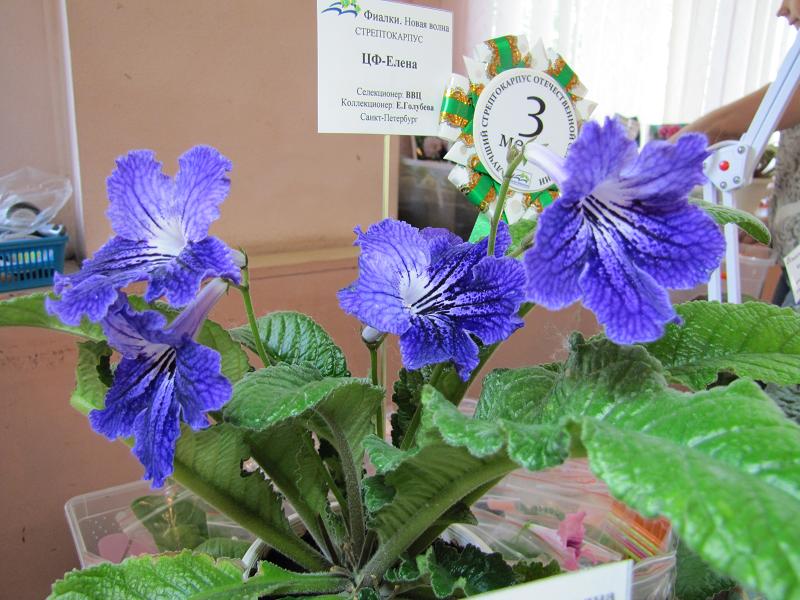 IMG_1763.jpg