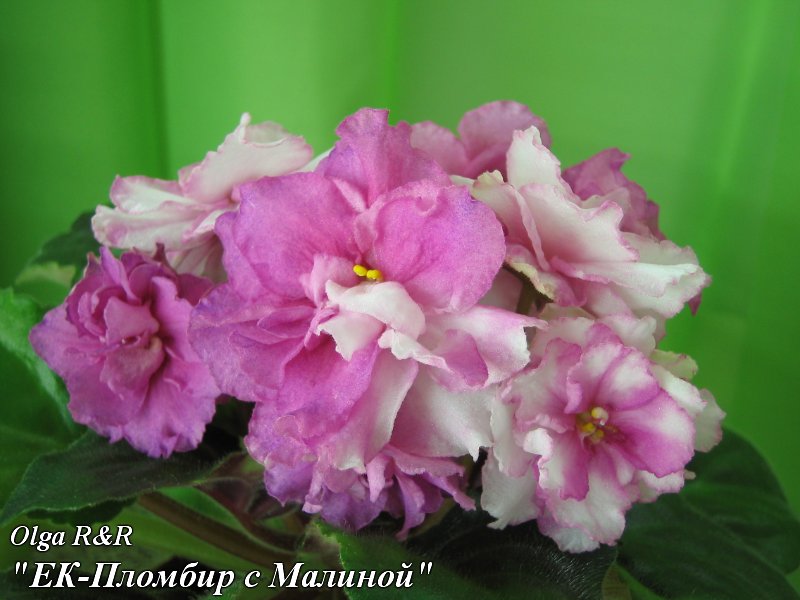 ЕК-Пломбир с Малиной.jpg