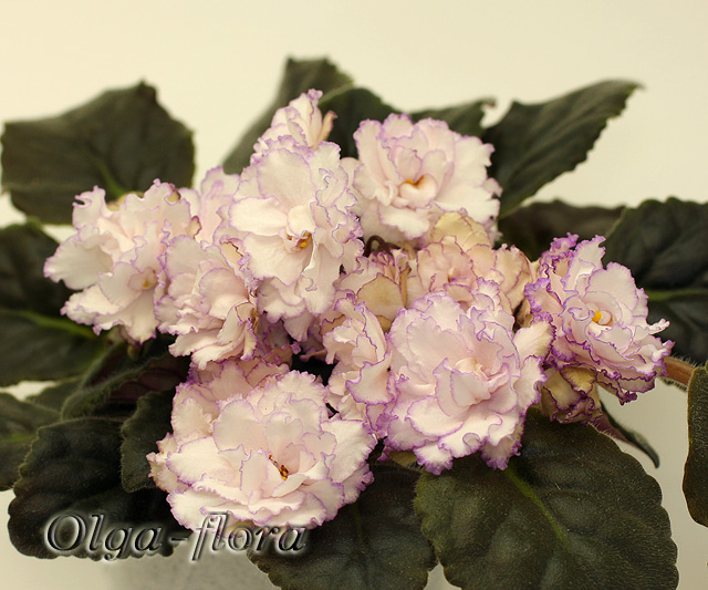 Fredette’s Sweet Jenny (I. Fredette)