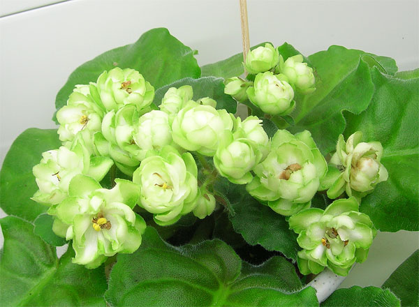ЛЕ-Купава.jpg