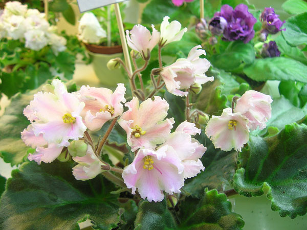 Aighnis-Spimiving-Bells.jpg