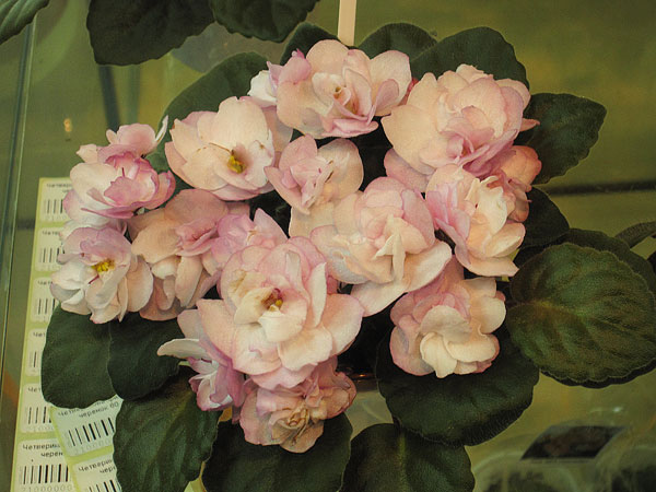Ness'-Satin-Rose.jpg